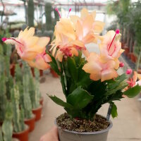 Schlumbergera-Hybr. Thor Sophia