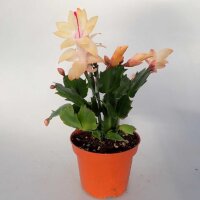 Schlumbergera-Hybr. Thor Sophia