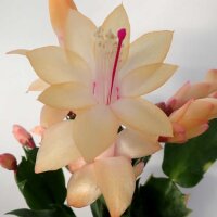 Schlumbergera-Hybr. Thor Sophia