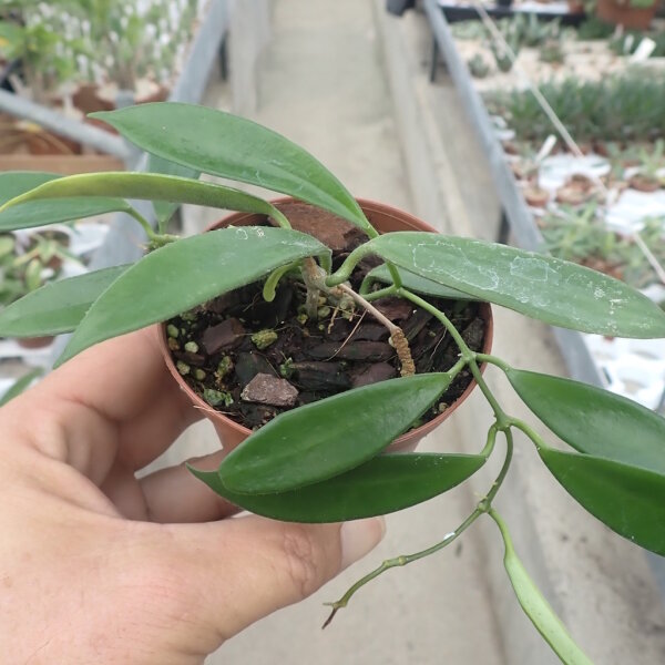 Hoya stoneana