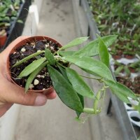 Hoya stoneana