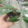 Hoya stoneana
