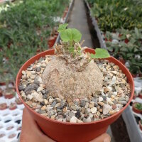 Coccinia spec.
