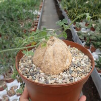 Coccinia spec.