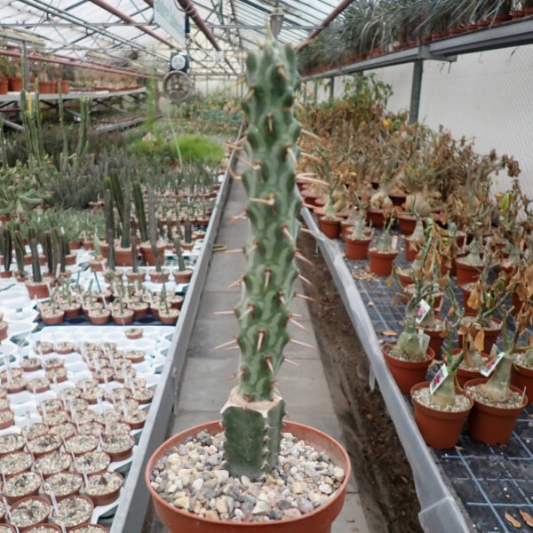 Euphorbia erigavoensis gepfr.