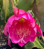 Epiphyllum-Hybr. Anton G&uuml;nther
