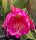 Epiphyllum-Hybr. Anton G&uuml;nther