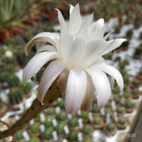 Echinopsis minuana P 255