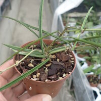 Hoya acicularis