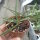 Hoya acicularis