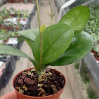 Hoya cv. Ciceliia