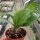 Hoya cv. Ciceliia