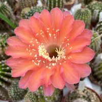 Echinopsis-Hybr. Bacarole Schick Hybride