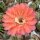 Echinopsis-Hybr. Bacarole Schick Hybride