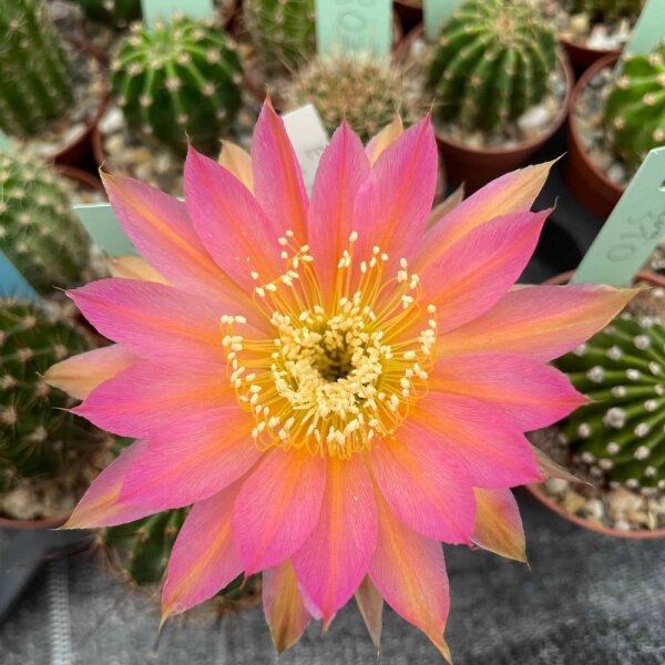 Echinopsis-Hybr. Eclipse Schick Hybride