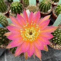 Echinopsis-Hybr. Eclipse Schick Hybride