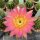 Echinopsis-Hybr. Eclipse Schick Hybride
