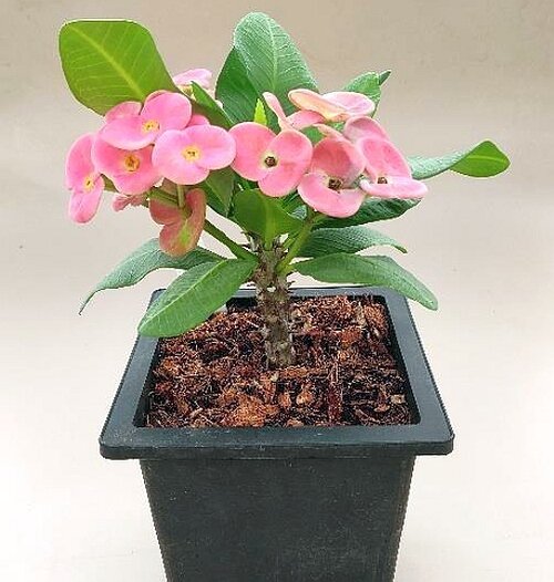 Euphorbia milii Grandiflora-Thai-Hybr. New Velvet