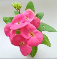 Euphorbia milii Grandiflora-Thai-Hybr. New Velvet