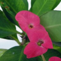 Euphorbia milii Grandiflora-Thai-Hybr. New Velvet
