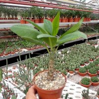 Euphorbia milii Grandiflora-Thai-Hybr. New Velvet