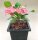 Euphorbia milii Grandiflora-Thai-Hybr. New Velvet