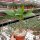 Euphorbia milii Grandiflora-Thai-Hybr. New Velvet