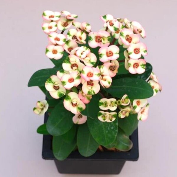 Euphorbia milii Grandiflora-Thai-Hybr. Harlequin