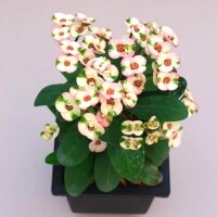 Euphorbia milii Grandiflora-Thai-Hybr. Harlequin
