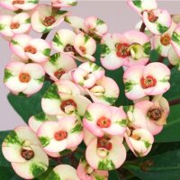 Euphorbia milii Grandiflora-Thai-Hybr. Harlequin
