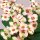 Euphorbia milii Grandiflora-Thai-Hybr. Harlequin