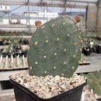 Opuntia basilaris cv. Coombes Winterglow (dw)