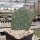 Opuntia basilaris cv. Coombes Winterglow (dw)