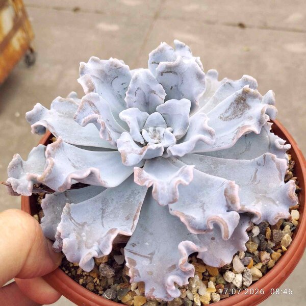 Echeveria cv. Crispy Beauty