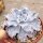 Echeveria cv. Crispy Beauty