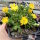 Delosperma congestum cv. Annemarie (dw)