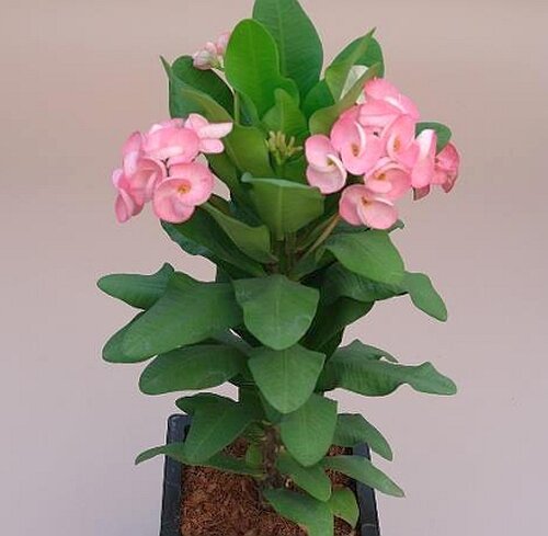 Euphorbia milii Grandiflora-Thai-Hybr. Pink Princess