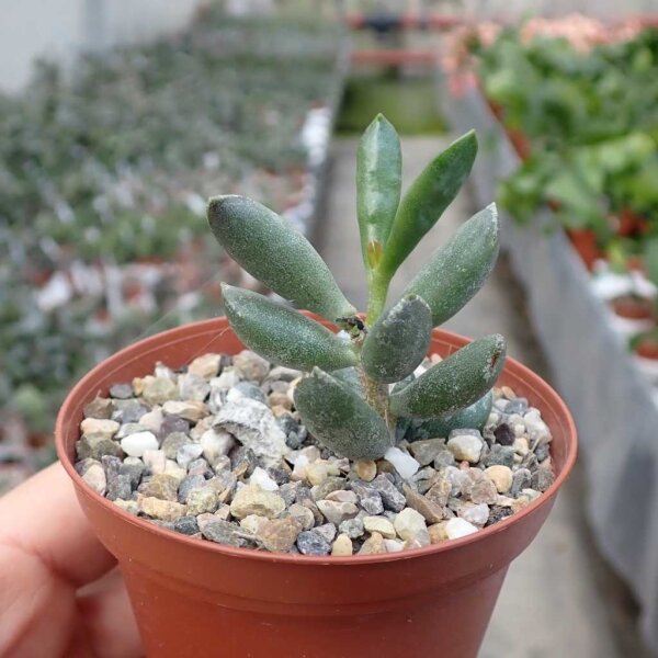 Adromischus sp. n. CR 1265