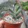 Adromischus sp. n. CR 1265