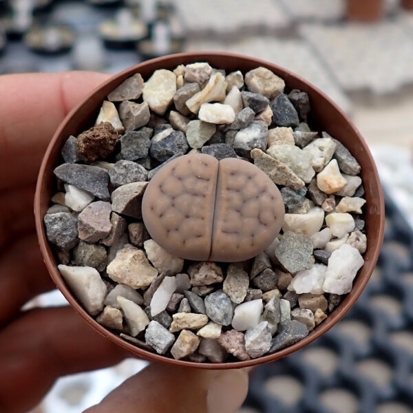 Lithops schwantesii ssp. schwantesii v. schwantesiiC 145
