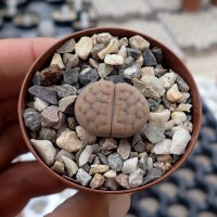 Lithops schwantesii ssp. schwantesii v. schwantesiiC 145