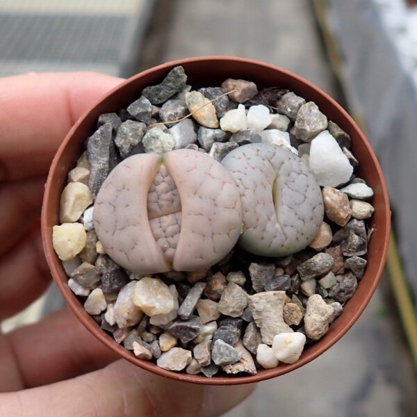 Lithops gracilidelineata ssp. gracilidelineata v. gracilidelineata C 374
