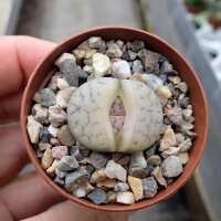 Lithops gracilidelineata ssp. gracilidelineata v....