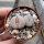 Lithops gracilidelineata ssp. gracilidelineata v. gracilidelineata C 374