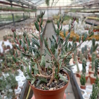 Adromischus filicaulis ssp. marlothii DT 7264