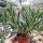 Adromischus roanianus cv. violacens