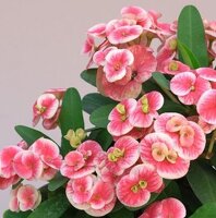 Euphorbia milii Grandiflora-Thai-Hybr. Sonia