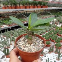 Euphorbia milii Grandiflora-Thai-Hybr. Ek Villain