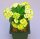 Euphorbia milii Grandiflora-Thai-Hybr. Ek Villain