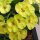 Euphorbia milii Grandiflora-Thai-Hybr. Ek Villain